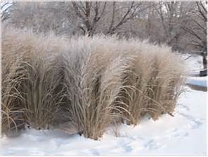 perennial wheat grass